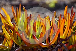 Colorful succulent Carpobrotus Edulis in sun backlit close up on a blurred background