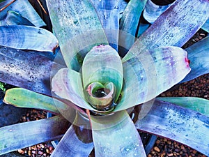 Colorful Succulent Plant, Vriesea Gigantea