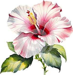 Colorful Sumi-e hibiscus flower in full bloom.