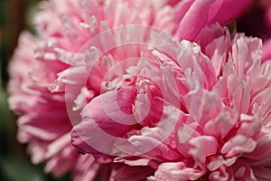 Colorful summer background of pink peonies flowers. Summer, spring concepts. Beautiful nature background