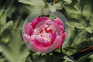 Colorful summer background of pink peonies flowers. Summer, spring concepts. Beautiful nature background