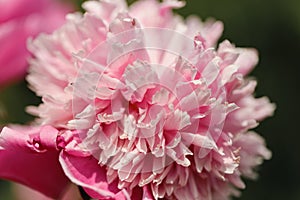 Colorful summer background of pink peonies flowers. Summer, spring concepts. Beautiful nature background