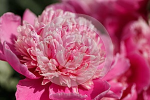 Colorful summer background of pink peonies flowers. Summer, spring concepts. Beautiful nature background. Macro view of abstract n