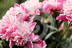 Colorful summer background of pink peonies flowers. Summer, spring concepts. Beautiful nature background. Macro view of abstract n