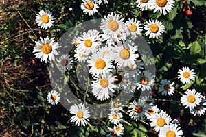 Colorful summer background of white daisy flowers. Summer, spring concepts. Beautiful nature background