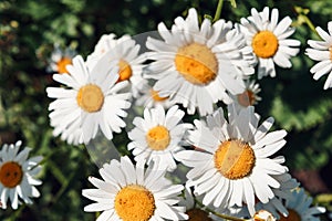 Colorful summer background of white daisy flowers. Summer, spring concepts. Beautiful nature background