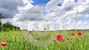 Colorful summer field with flowers swaying in wind
