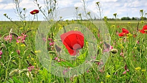 Colorful summer field with flowers swaying in wind