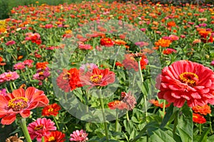 Colorful summer fields