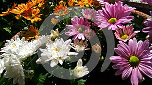 Colorful summer flowers. Flower immage for design.