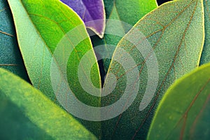 Colorful Summer Leaves Stunning color closeup abstract design with vein texture