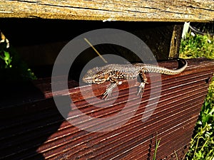 Colorful summer lizard sunbathing