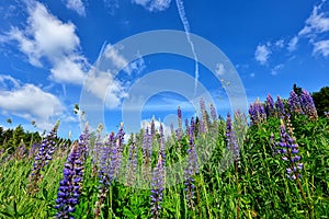 Colorful summer meadow mountains