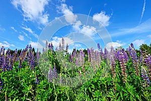 Colorful summer meadow mountains