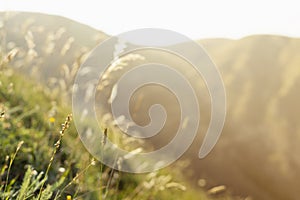 Colorful summer mountain landscape with slope green highlands meadow closeup with flowers glow in golden sunlights, ridges.