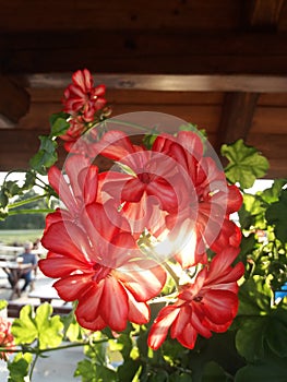Colorful summer - red flower in the sunshine