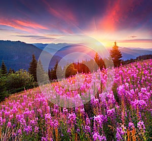 Colorful summer sunrise in the mountains with pink flowers.