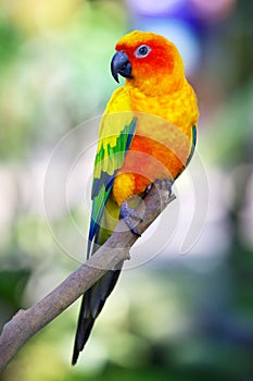 Colorful sun bird sitting on a branch