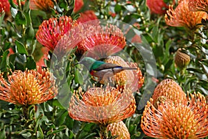 Colorful sunbird sitting on a Leucospermum cordifolium