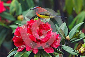 Colorful sunbird on wild rhododendron red flowers, Thailand