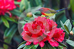 Colorful sunbird on wild rhododendron red flowers, Thailand