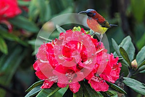 Colorful sunbird on wild rhododendron red flowers, Thailand