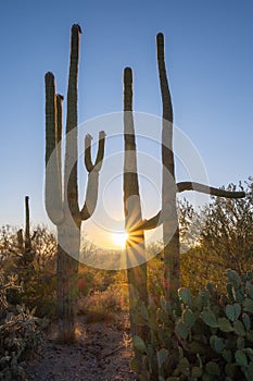 Colorful sunburst sunset of large Saguaro Cactus near Tuscon Arizona