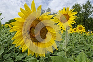 Colorful sunflower field with cloudy sky