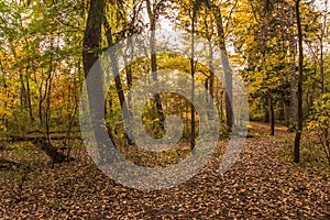 Colorful sunlit fall forest with fallen leaves covering the ground