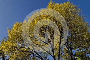 Colorful sunlit trees with autumnal leaves