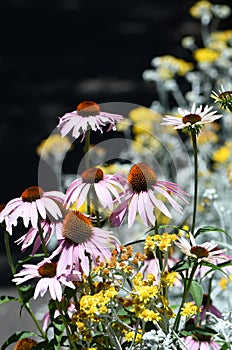 Colorful sunny summer wildflower garden with pink coneflowers Echinacea purpureum