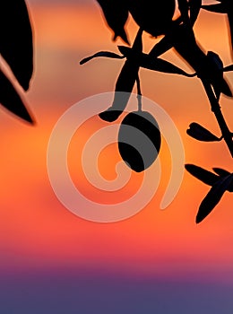Colorful sunrise filled sky is background for one single olive in Sicily