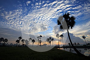 Colorful sunrise landscape with silhouettes of palm trees on Chau Doc city, Vietnam. Chaudoc city near Cambodia is famous