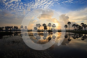 Colorful sunrise landscape with silhouettes of palm trees