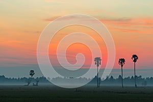 Colorful sunrise in the rice field with Sugar palm tree.