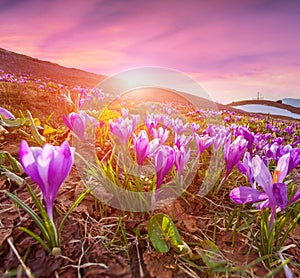 Colorful sunrise in the spring mountains with field of blossom