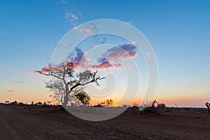 Colorful sunset in the african bush. Acacia trees silhouette in backlight. Kruger National Park, famous travel destination in Sout