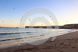 Colorful Sunset on the beach with seagulls flying over the sea in Algarve, Portugal.