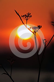 Colorful sunset behind grass stem