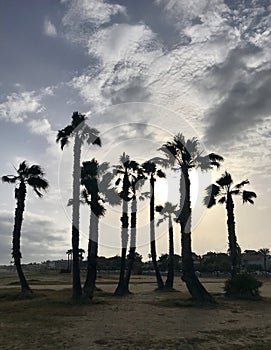 Colorful sunset with cloudy sky and palm trees in Coma-Ruga, Catalonia, Spain