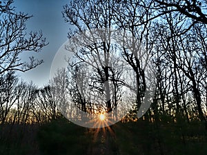 Colorful sunset in Fall Forest With Bare Trees and Sunstar Low in the Sky