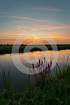 Colorful sunset over the dutch polder landscape near Gouda, Netherlands. Typical autumn wildflowers in the foreground.