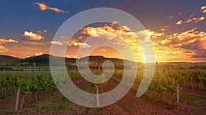 Colorful sunset over a vineyard next to lake Balaton, Hungary, mediterranean landscape with growing grapevine