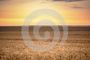 Colorful sunset over wheat field