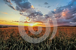 Colorful sunset over wheat field