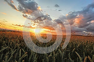 Colorful sunset over wheat field