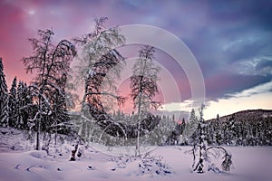 Colorful sunset over winter landscape with snow covered forest .