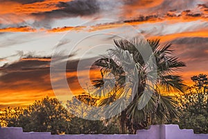 Colorful Sunset Palm Tree Sonora Desert Tucson Arizona