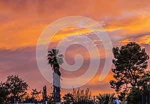Colorful Sunset Palm Tree Sonora Desert Tucson Arizona