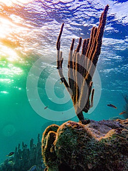 Colorful sunset on the shallow coral reef in the Carribbean Sea, Roatan, Honduras